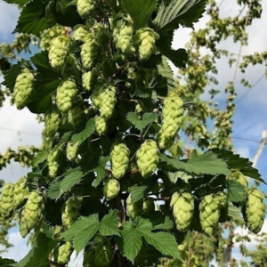 NORTHEN BREWER HOPS 100G