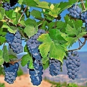DAP NUTRIENT