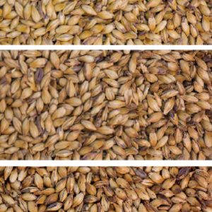GLADFIELD MEDIUM CRYSTAL MALTED GRAIN 1KG