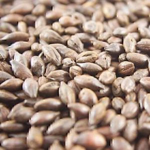 JW ROASTED BARLEY